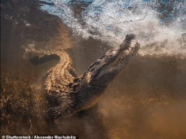 Đang bơi bị cá sấu ngoạm chặt tay, du khách kiên cường giành giật sự sống