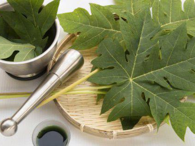 6 lợi ích từ nước ép lá đu đủ tươi với sức khỏe