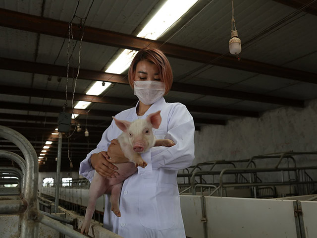 Doanh số smartphone giảm, Huawei chuyển sang nuôi lợn