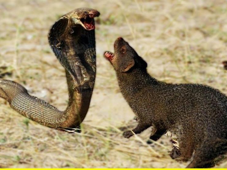 Cầy Mangut đại chiến với rắn hổ mang cực ”khủng”