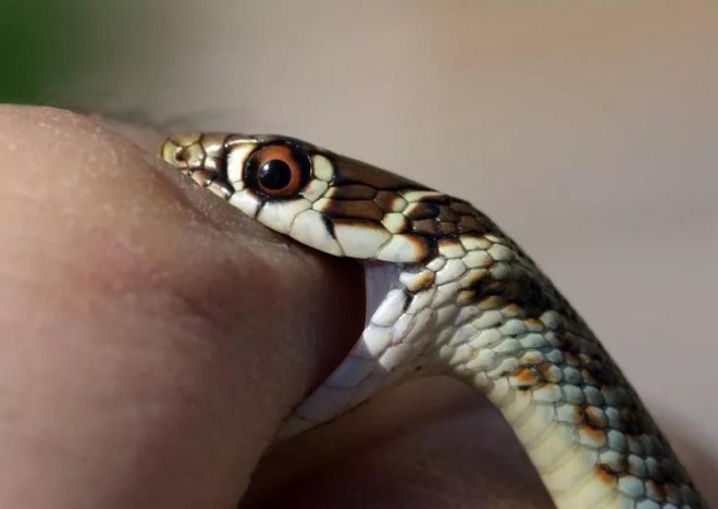 Bị rắn cắn vào môi, bé gái 2 tuổi…cắn chết luôn con rắn - 1