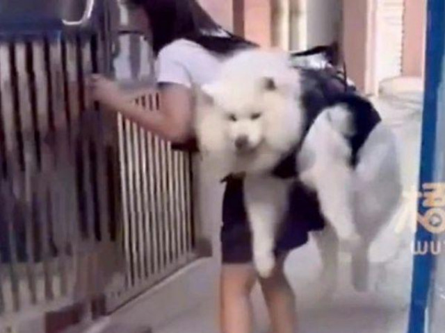 Chó cưng gặp khó khi leo cầu thang, cô gái có hành động gây xúc động mạnh