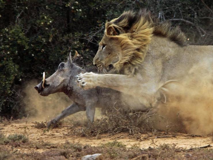 Rượt đuổi gay cấn, cặp sư tử triệt hạ lợn rừng