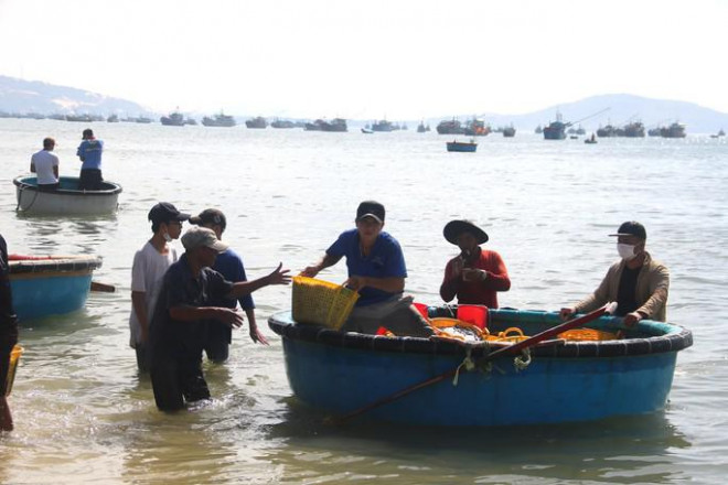 Ngư dân Bình Thuận trúng đậm cá cơm cao điểm vụ Nam - 1