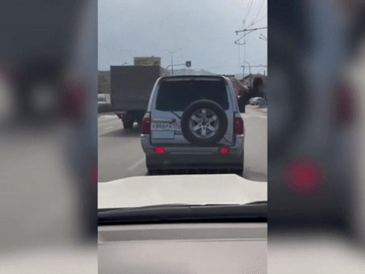 Video: Cô gái nhoài người khỏi cửa kính ô tô uốn éo cơ thể và điều bất ngờ xảy ra sau đó