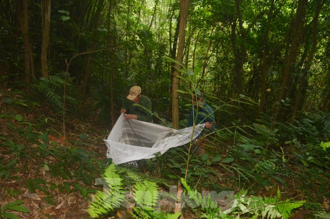 Dùng màn giăng bẫy bắt dế rừng, bỏ túi tiền triệu mỗi ngày - 1