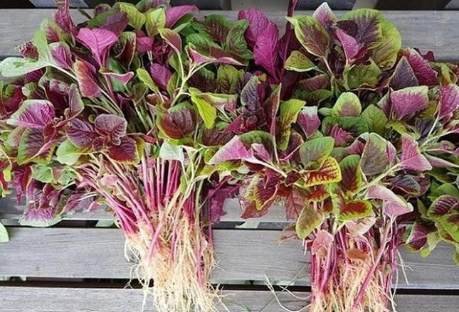 Những loại rau "bổ hơn thịt, rẻ hơn thuốc" bán đầy ngoài chợ, nhiều người không biết mà ăn - 1