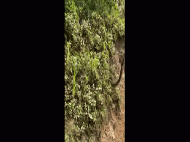 Video: Rắn bất ngờ lao khỏi bụi rậm, tấn công người leo núi