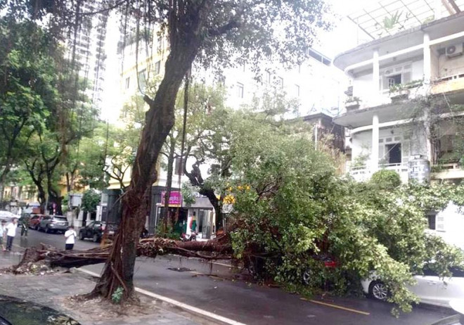 Cây si đè bẹp ô tô Camry đỗ trên phố Hàng Chuối sau cơn mưa lớn - 1