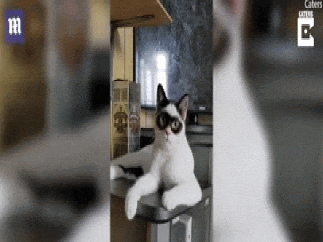 Video: Chú mèo có gương mặt kỳ lạ như ”siêu nhân”, ”làm mưa làm gió” trên mạng xã hội