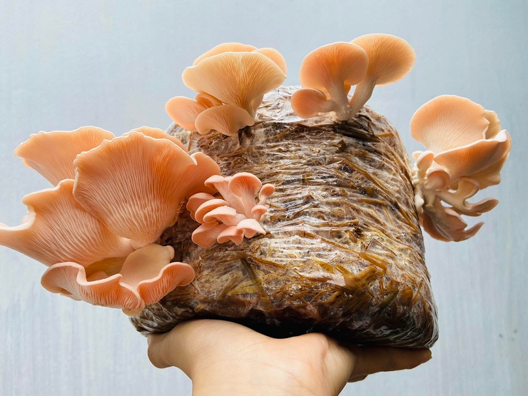 Tiếc những thứ bỏ đi từ đồng ruộng, cô gái Đồng Tháp “hô biến” thành món ăn vạn người mê - 3