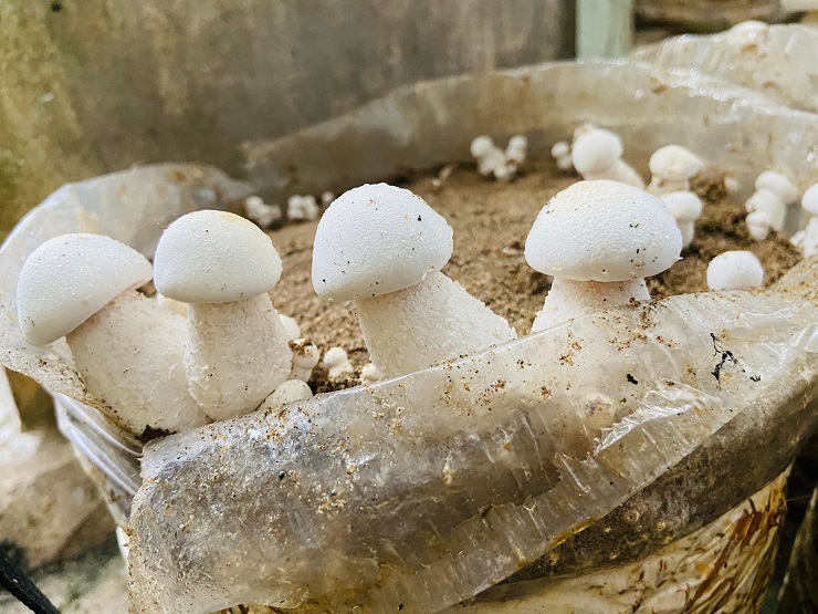 Tiếc những thứ bỏ đi từ đồng ruộng, cô gái Đồng Tháp “hô biến” thành món ăn vạn người mê - 4