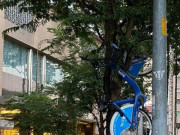 1 chiếc xe đạp công cộng ở TP.HCM bị treo lên cành cây