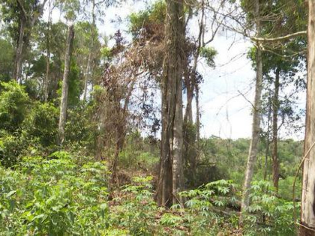 Làm rõ việc gia đình nguyên bí thư huyện thâu tóm 115 ha đất rừng