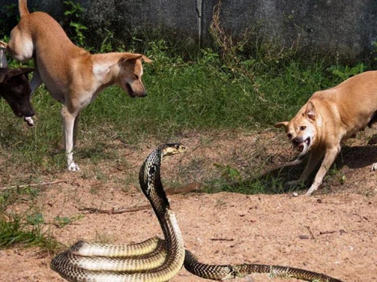 Đàn chó nhà liều lĩnh ”quần thảo”, cắn xé dồn dập rắn hổ mang ”khủng”