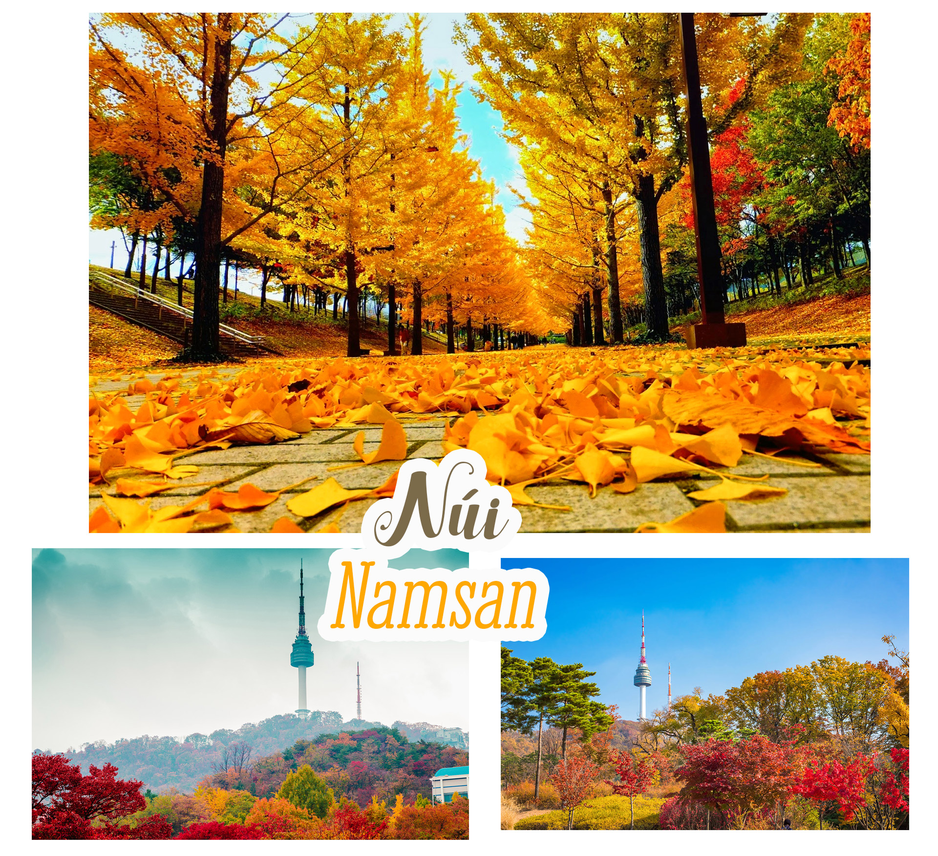Mùa thu rực rỡ ở Hàn Quốc làm say lòng bao du khách - 4