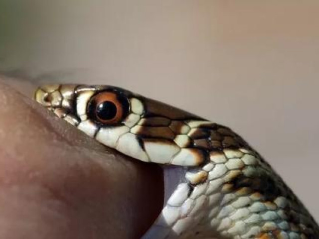 Bị rắn cắn vào môi, bé gái 2 tuổi…cắn chết luôn con rắn