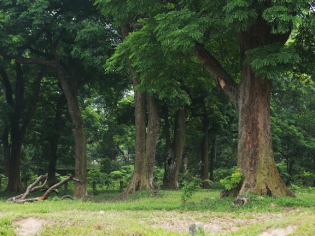 ”Báu vật lộ thiên” rừng lim xanh hàng trăm năm tuổi ở Hà Nội