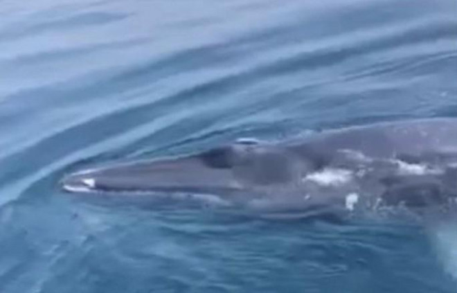 CLIP: Cá voi xanh xuất hiện ở vùng biển Thanh Hóa - 1