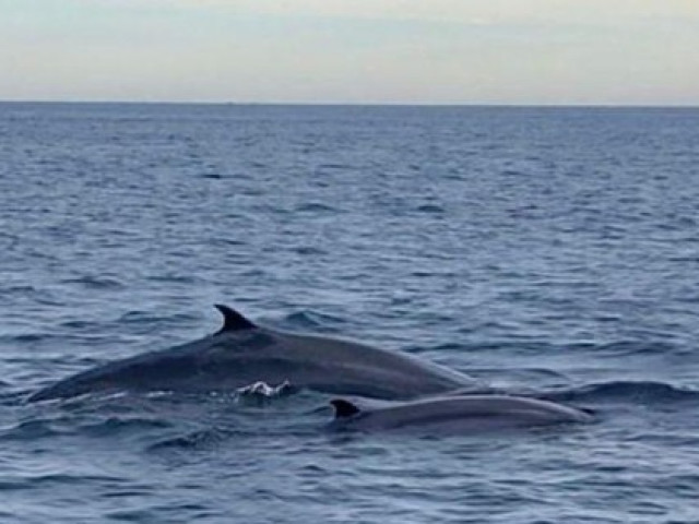 Kỳ thú đàn cá voi xanh xuất hiện ven biển Bình Định