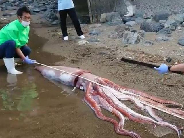 日本：浜辺に打ち上げられたダイオウイカが近づき、何か珍しいものを見つけようとしている