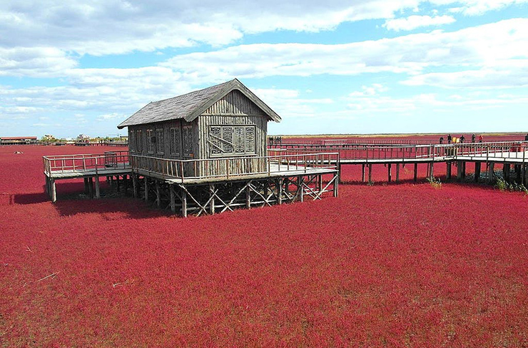 Bãi biển Đỏ, Trung Quốc: Bãi biển này được bao phủ bởi một loài rong biển tên là Sueda, chúng chuyển sang màu đỏ sặc sỡ vào mùa thu. Vùng đất ngập nước thủy triều này là một khu bảo tồn động vật hoang dã quan trọng cho các loài chim di cư.


