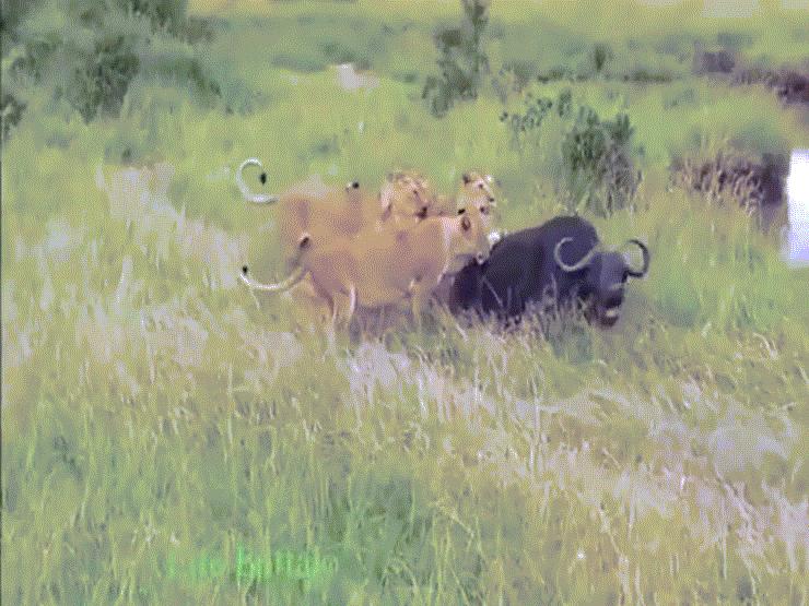 Video: Trâu rừng bị 6 con sư tử tấn công và cái kết