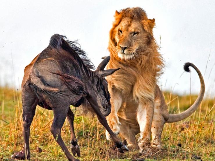 Những khoảnh khắc đáng sợ khi sư tử hạ gục con mồi