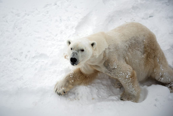 Cuộc xâm lược của gấu trắng Bắc Cực: Canada là quê hương của 15.500 trong số 25.000 con gấu Bắc Cực trên thế giới.  Một số cư dân của Churchill đã để xe của họ mở khóa để cung cấp một không gian ẩn náu an toàn cho những người đi bộ có thể chạm trán với gấu Bắc Cực.
