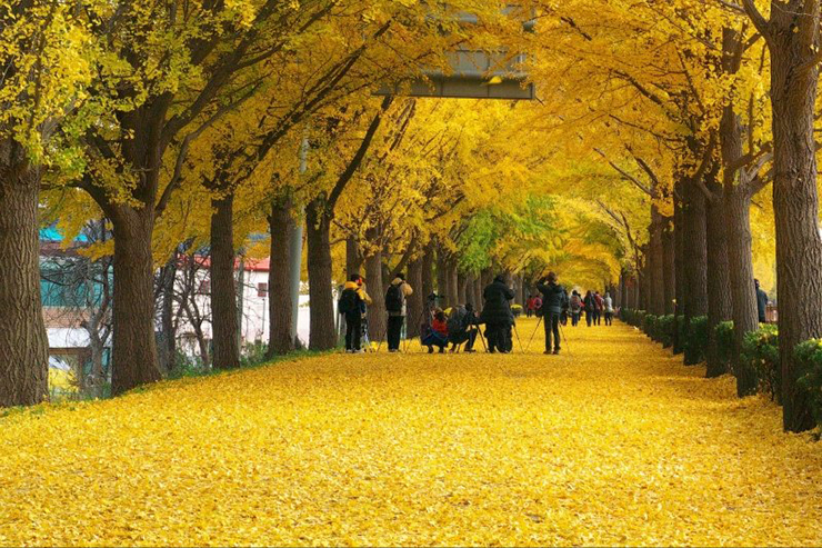 9 địa điểm ngắm mùa thu đẹp nhất Hàn Quốc, khung cảnh lãng mạn đến “nghẹt thở” - 3