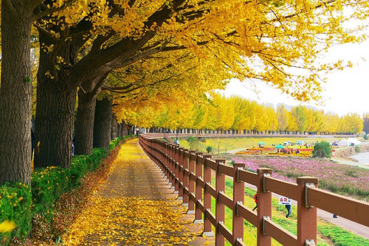 9 địa điểm ngắm mùa thu đẹp nhất Hàn Quốc, khung cảnh lãng mạn đến “nghẹt thở” - 1
