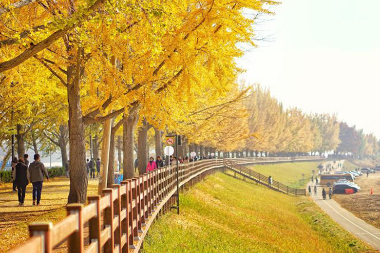 9 địa điểm ngắm mùa thu đẹp nhất Hàn Quốc, khung cảnh lãng mạn đến “nghẹt thở” - 7