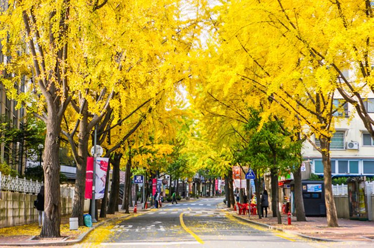 9 địa điểm ngắm mùa thu đẹp nhất Hàn Quốc, khung cảnh lãng mạn đến “nghẹt thở” - 15