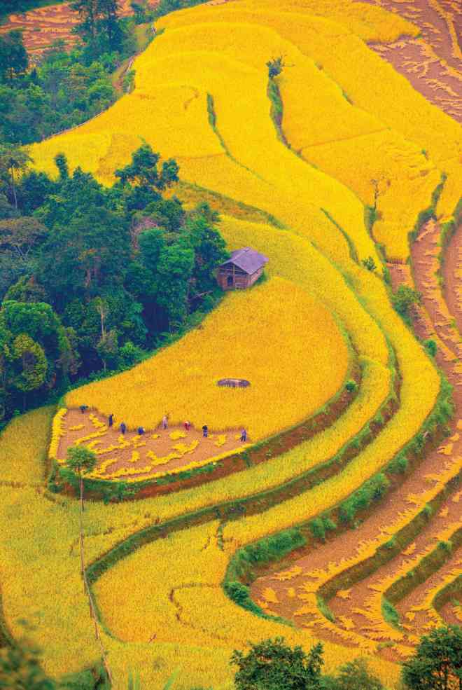 Ngang qua một mùa vàng - 6