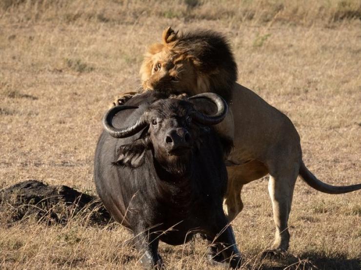 Sư tử ”khủng” quật ngã, hạ gục trâu rừng lực lưỡng cả gan chống đối