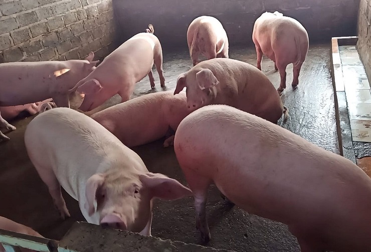 Giá lợn hơi giảm sâu nhất 5 nghìn đồng/kg, giật mình với giá thịt lợn ngoài chợ - 1