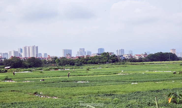 Gần 20 năm &#39;ôm đất&#39; siêu dự án nhà ở sinh thái Đồng Mai thành nơi chăn bò, trạm bê tông &#39;lậu&#39; - 2