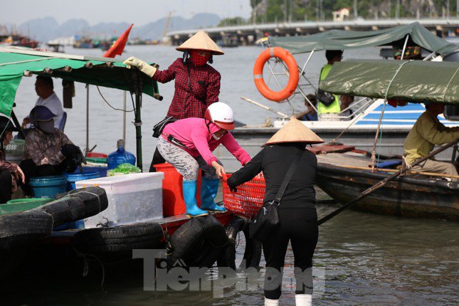 Quảng Ninh cấm biển từ 15h chiều nay, ngư dân hối hả tìm chỗ trú - 3