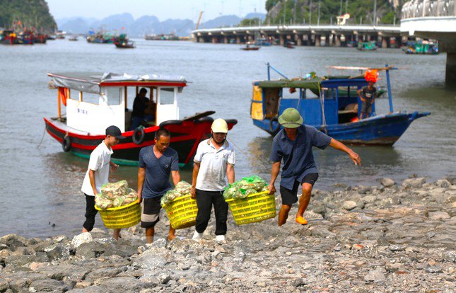 Quảng Ninh cấm biển từ 15h chiều nay, ngư dân hối hả tìm chỗ trú - 9