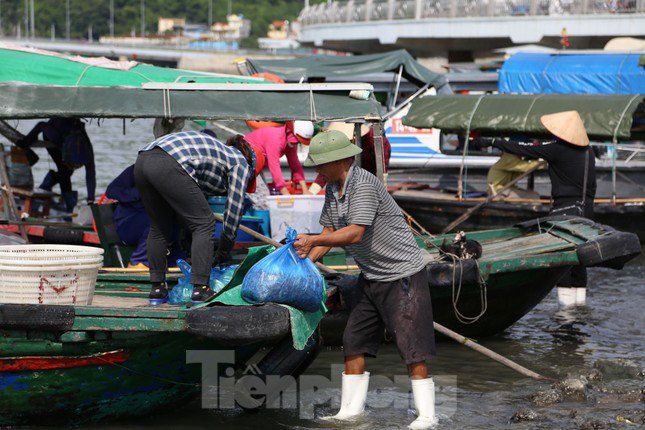Quảng Ninh cấm biển từ 15h chiều nay, ngư dân hối hả tìm chỗ trú - 10
