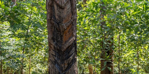 Thêm nhiều diện tích rừng thông bị bức tử để chiếm đất - 1