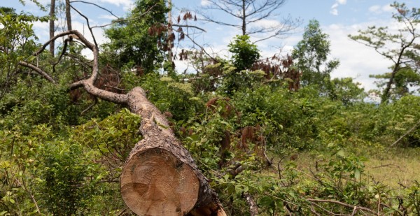 Thêm nhiều diện tích rừng thông bị bức tử để chiếm đất - 2