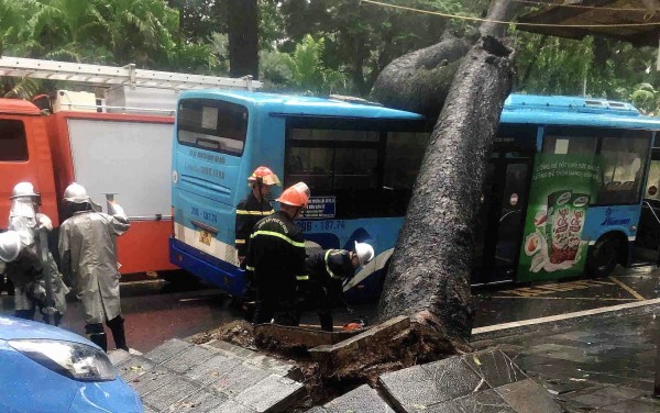 Xà cừ bật gốc trong cơn mưa đè lên xe buýt ở Hà Nội - 1