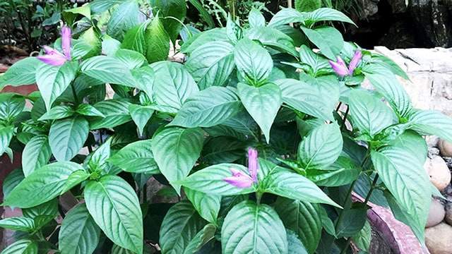Xôi tím - đặc sản của Lạng Sơn được làm từ nguyên liệu gì mà thơm ngon khó cưỡng? - 3