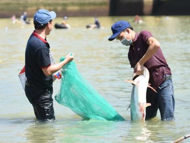 CLIP: Trưa 28-10, cả ngàn người lao xuống hồ Trị An bắt cá ”khủng”
