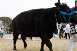 Giống bò cho loại thịt cực ngon giá hàng chục triệu/kg, từng có con được bán cả chục tỷ