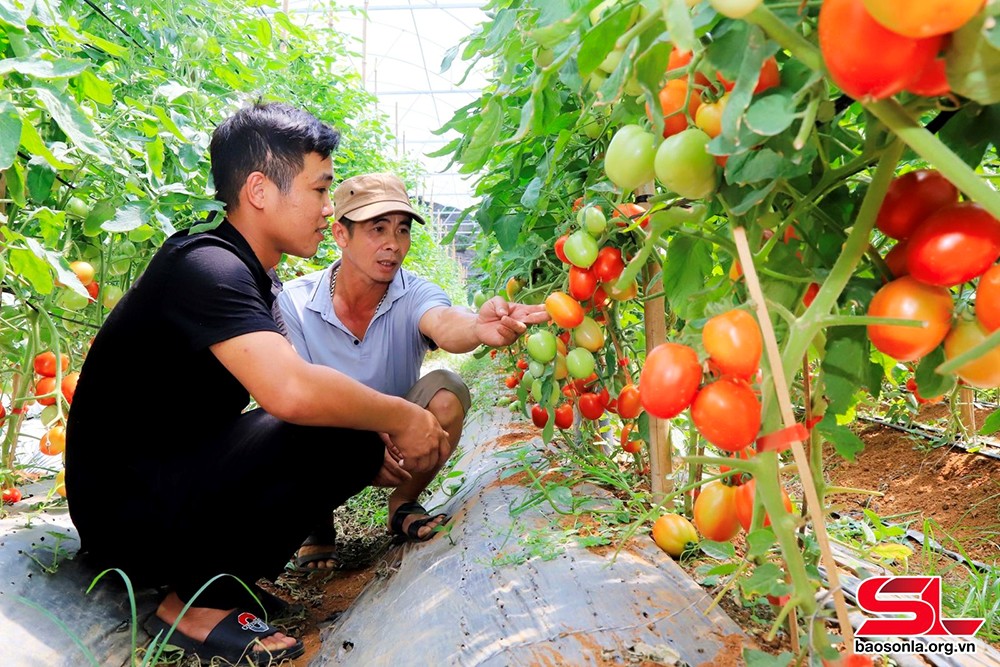 Tân Lập, Mộc Châu tiên phong trồng rau sạch - 2