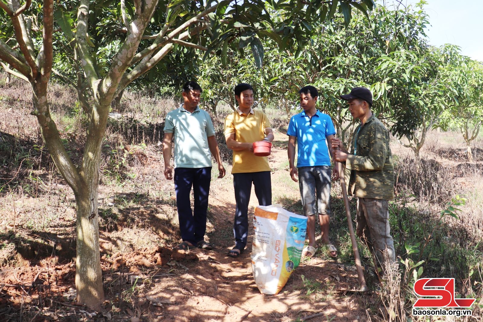 Cách chăm sóc cây ăn quả sau thu hoạch - 1