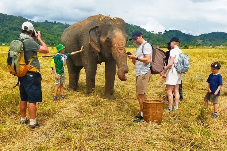 Đắk Lắk thí điểm chăn thả voi nhà - 1