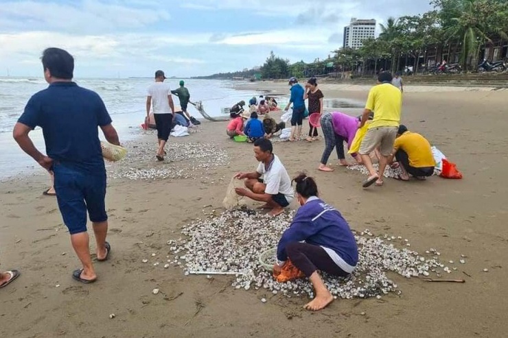 Người dân đổ xô ra biển Cửa Lò vớt &#34;lộc biển&#34; - 2